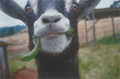 eatingleaves